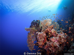 Something totally out of my comfort zone!  Diving in the ... by Gemma Dry 